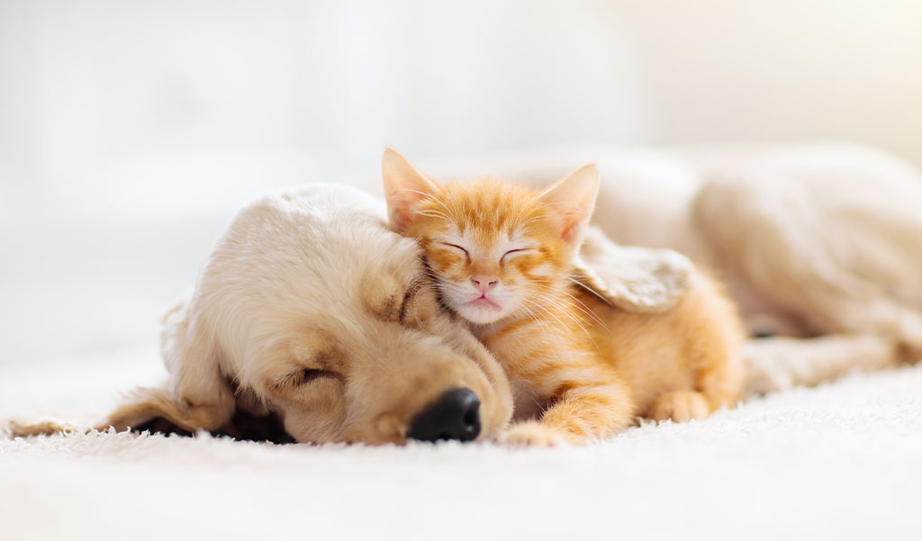 Hund- und Katzenversicherung Hund- und Katzenversicherung