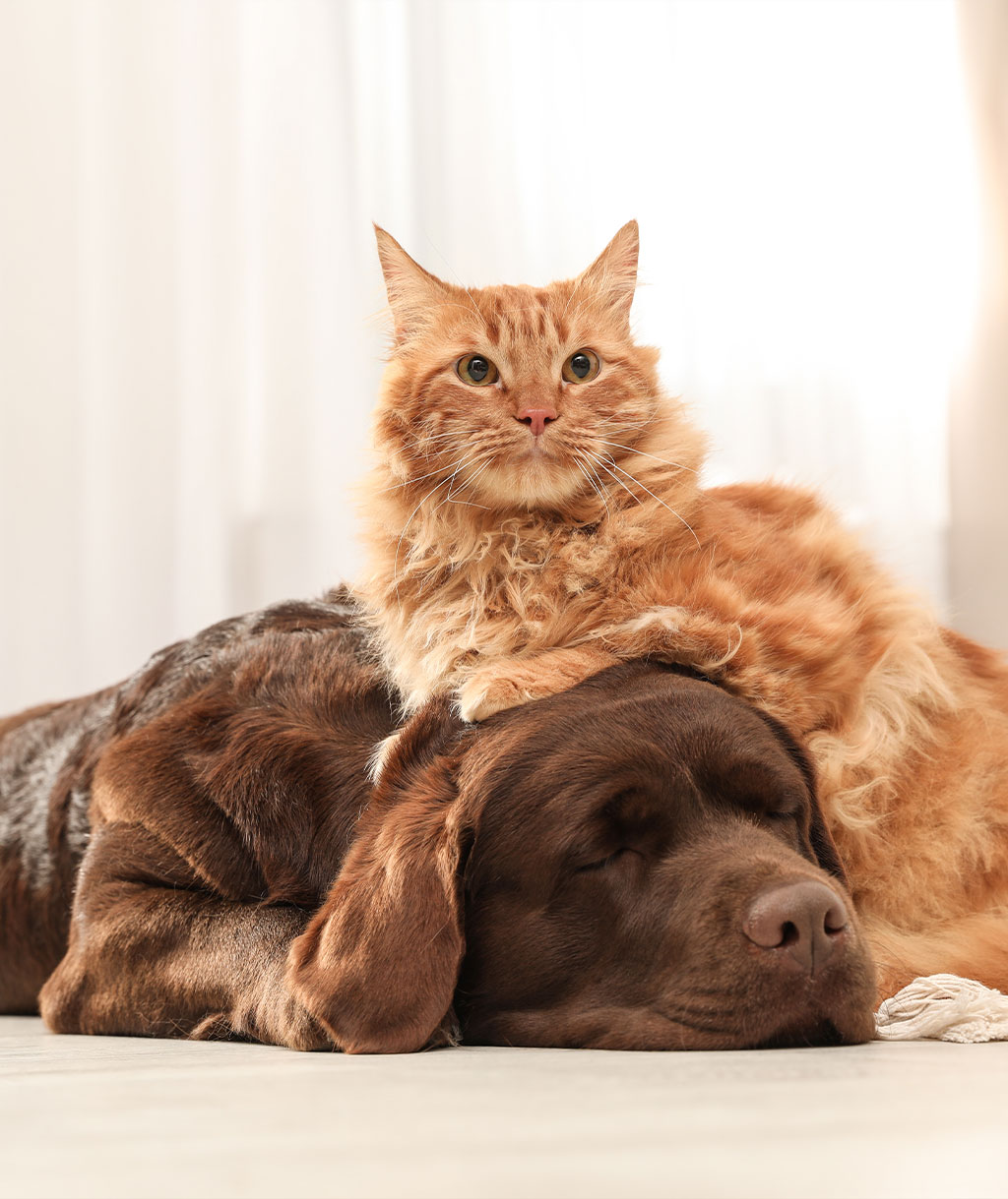 Hund- und Katzenversicherung Hund- und Katzenversicherung