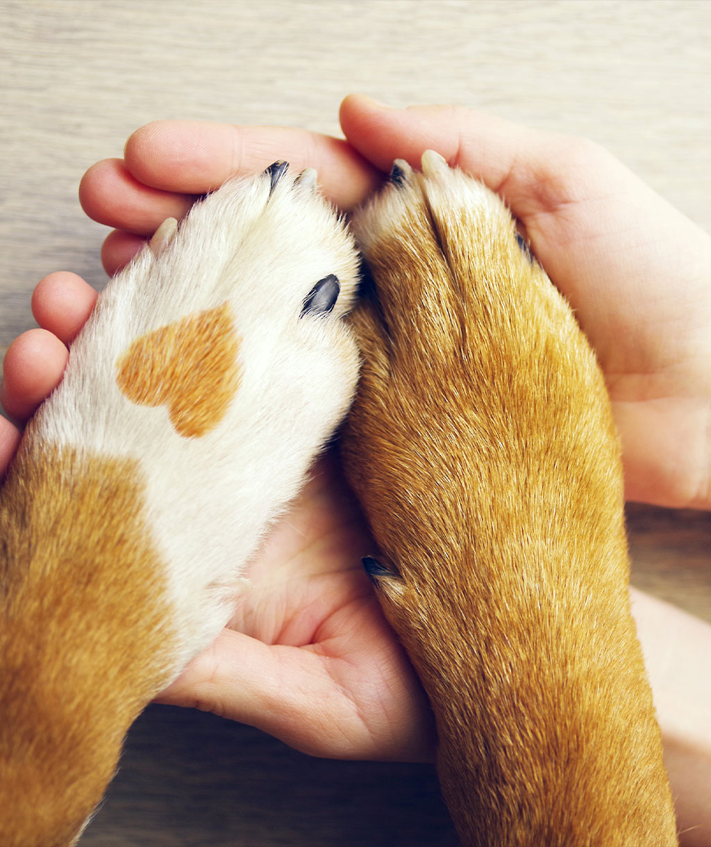 Tierkrankenversicherung Tierkrankenversicherung